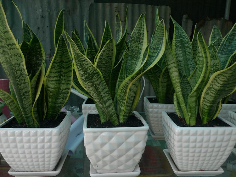 các loại cây "hút cạn" may mắn, không nên trồng trong nhà